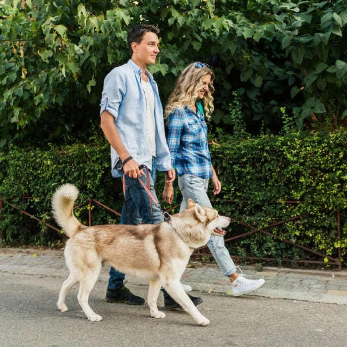 Young stylish couple walking with dog in street